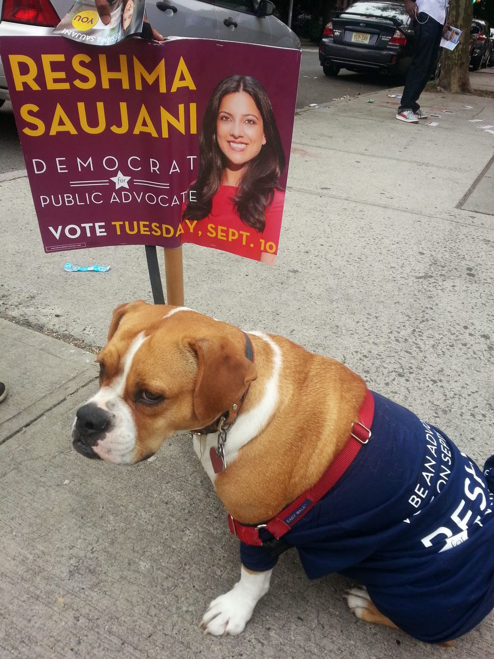 a dog wearing a shirt