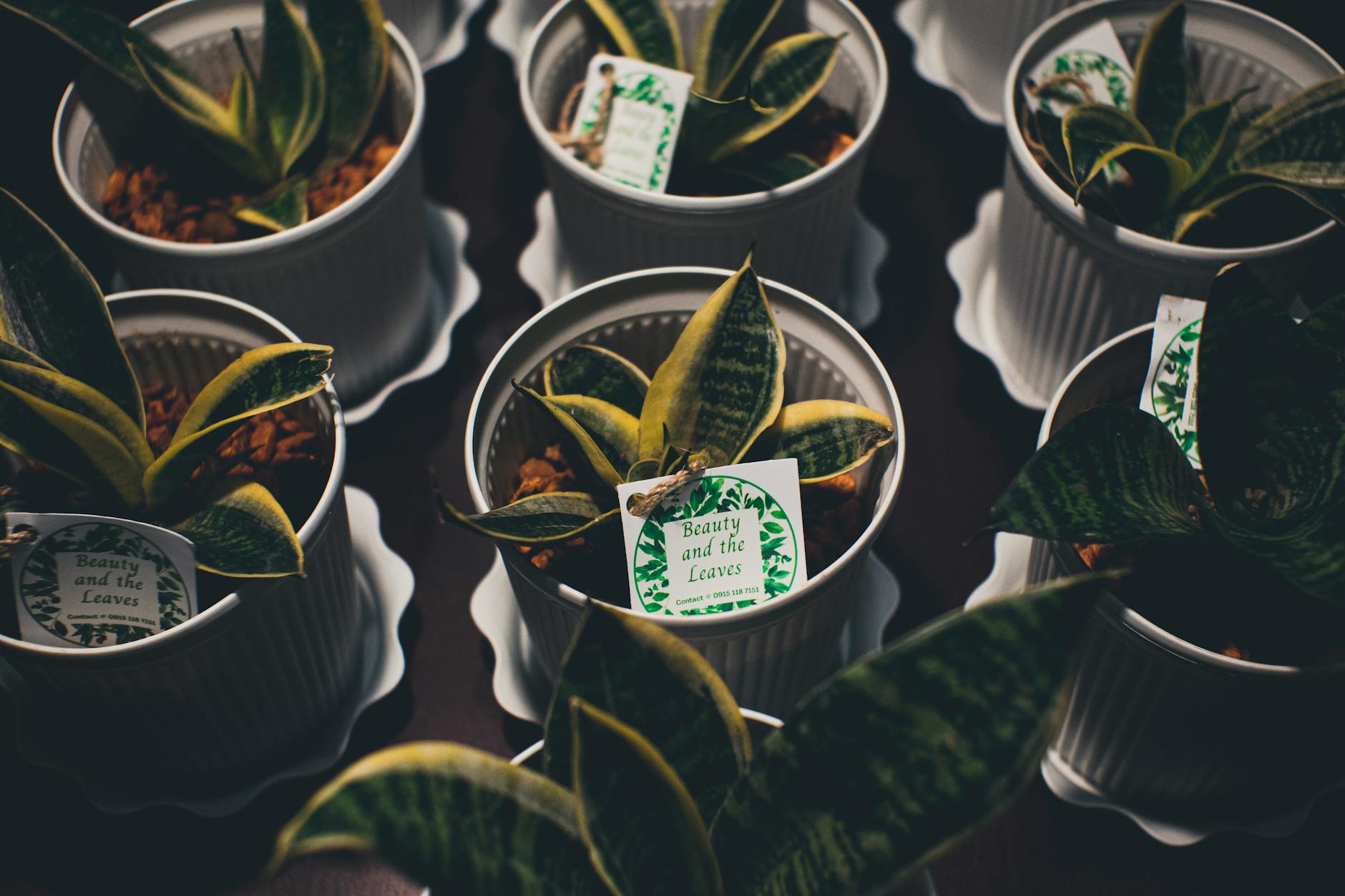 Living wedding centerpiece featuring potted succulents and greenery in decorative planters