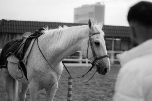 Close-up of a traditional white stock tie worn with a formal riding collar