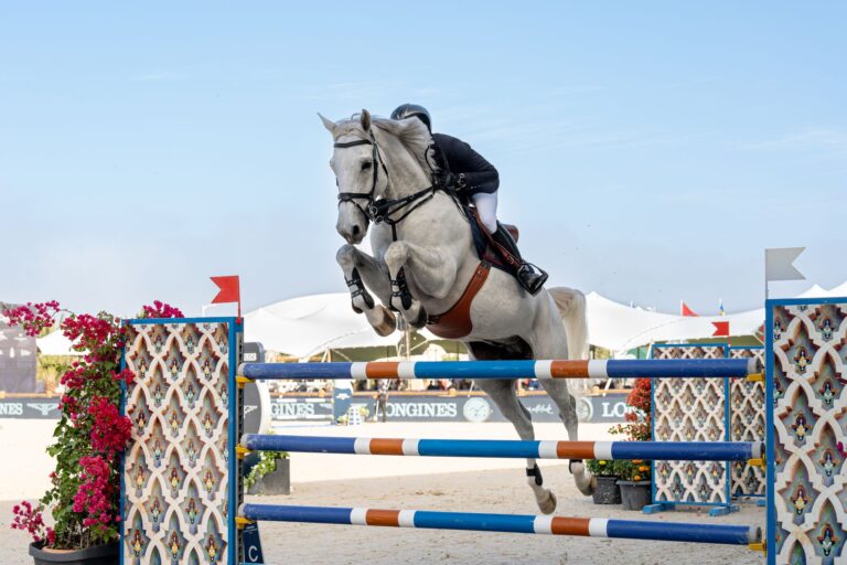 A polo pony with a wrapped and bound tail prepared for a match