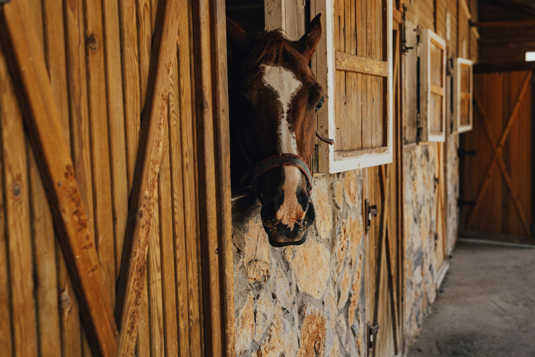 Interior of a horse stable with natural light, referencing the equestrian working environment