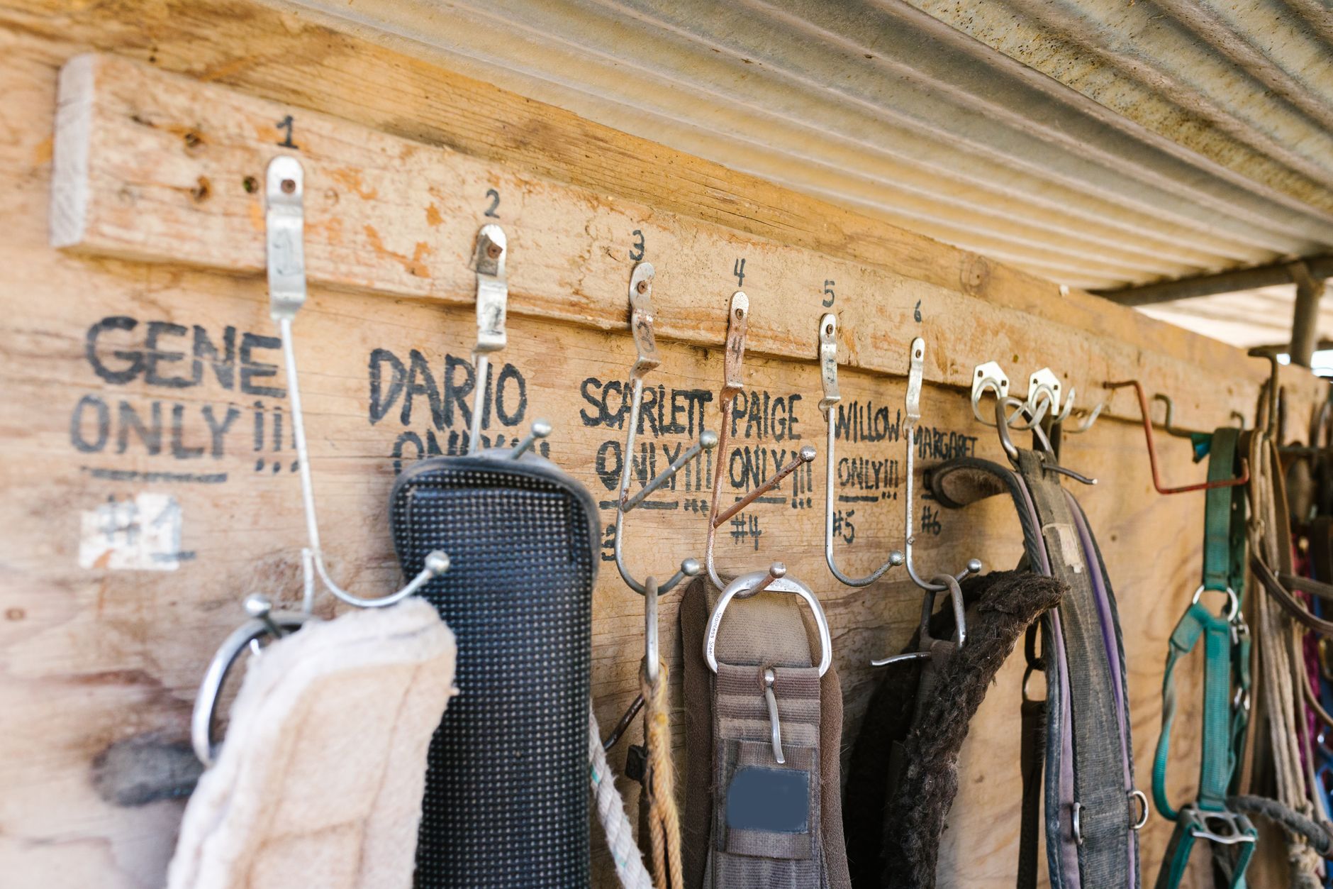 Detail shot of equestrian hardware and leather accessories in earthy tones