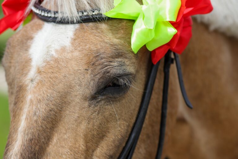 Polo Club Browband Rosettes Are Pinning Into Corsage Jewellery Colourful competition rosettes with layered grosgrain ribbon and central buttons, arranged together