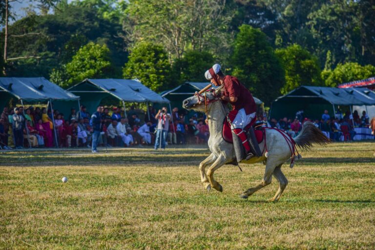 Polo pony wearing a decorative fly veil during a match, showing the mesh crown and ear coverage structure
