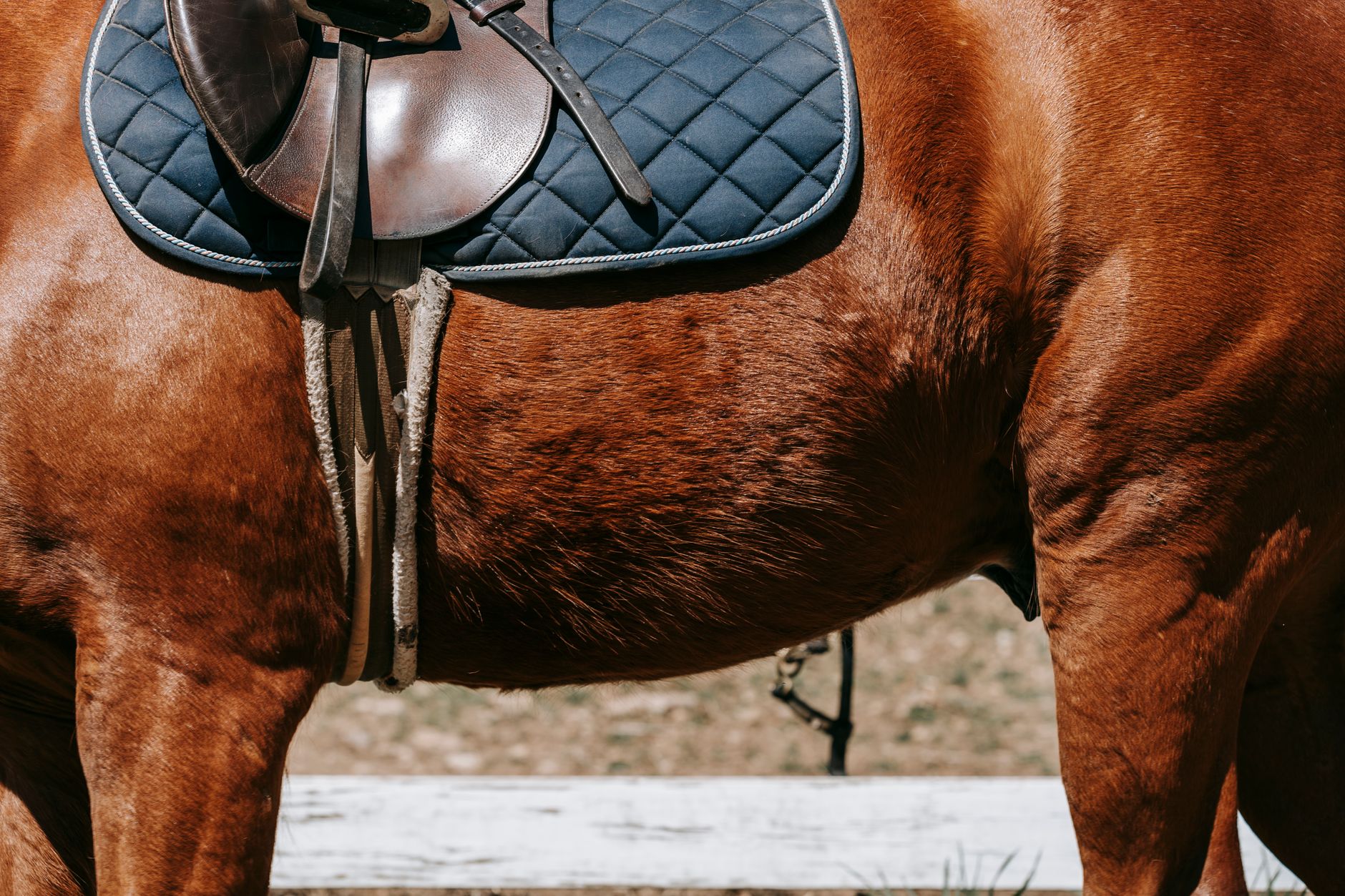 Close-up of a leather polo saddle showing the gullet channel structure along the spine
