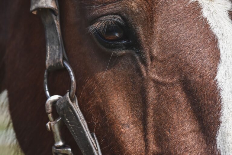 Close-up of leather polo bridle hardware showing the throat lash loop mechanism