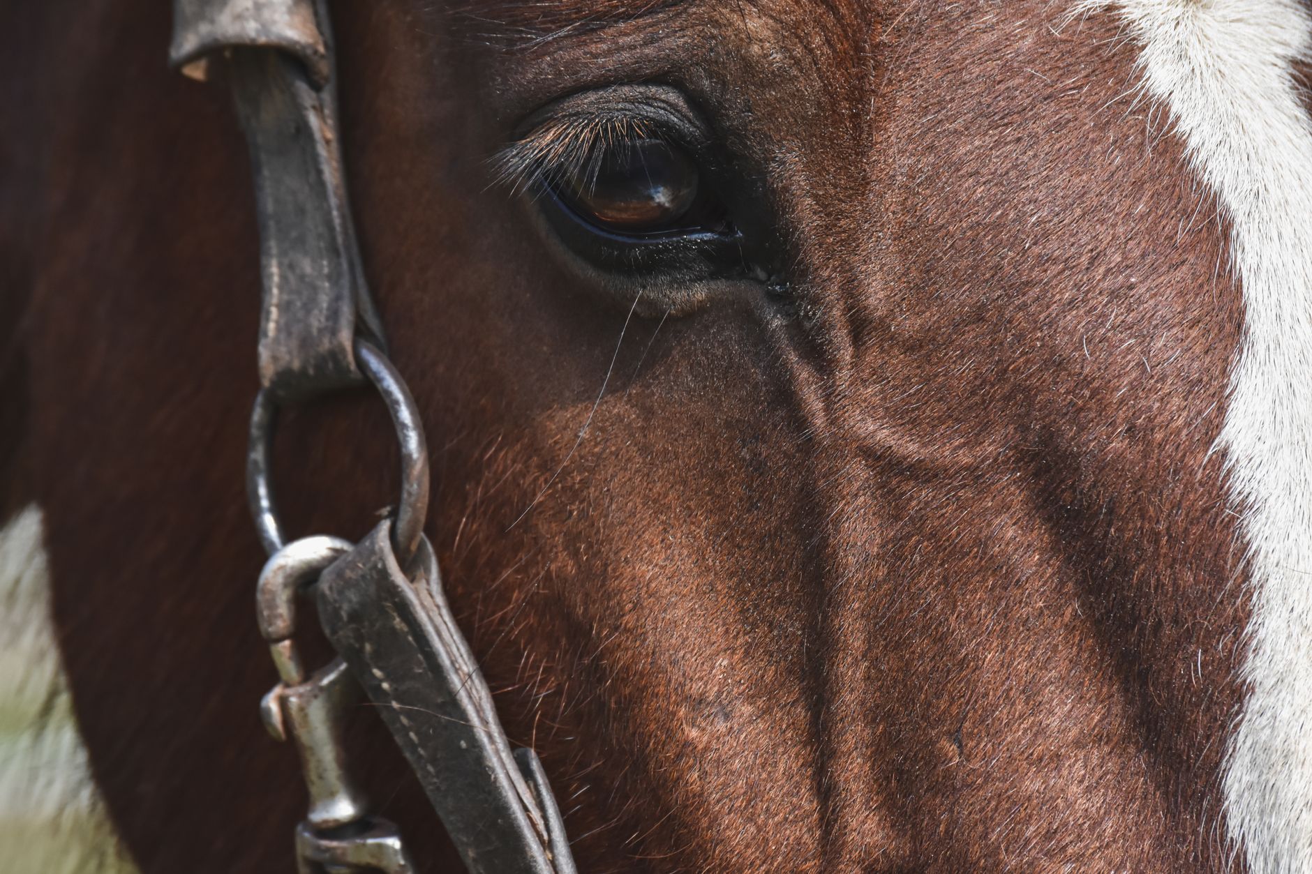 Close-up of leather polo bridle hardware showing the throat lash loop mechanism