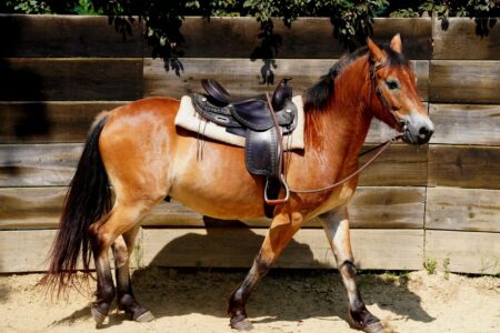 Polo Club Saddle Gullet Panels Are Quietly Arching Into Bag Frames Close-up of a traditional English leather saddle showing the structured gullet panel arch