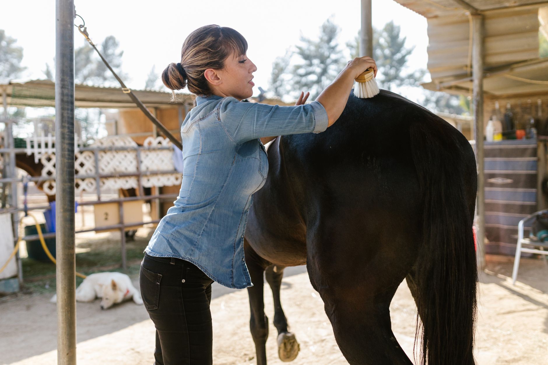 Equestrian grooming supplies including small rubber bands used for horse mane plaiting laid on a wooden surface