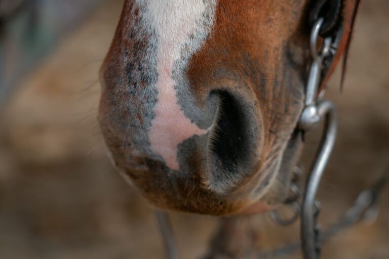 Close-up of polished metal snaffle bit cheekpiece hardware on a leather horse bridle
