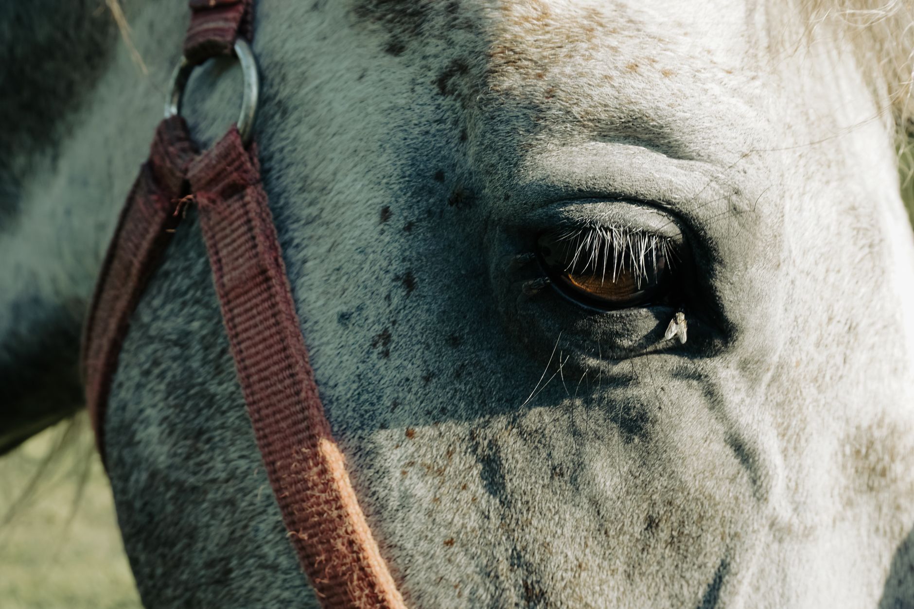 Detail shot of horse harness with metal terret loop fittings