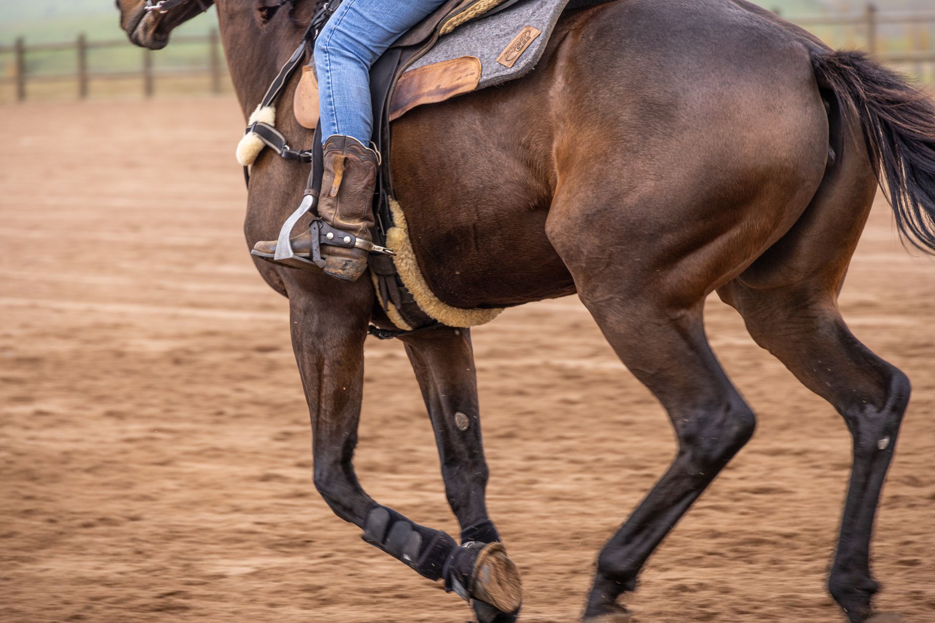 Close-up of a polished stainless steel polo stirrup iron against leather tack, showing the side bar framing detail